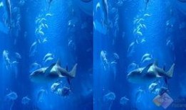 官方爆料的海底世界视频,官方揭秘震撼海底世界视频全纪录